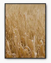 plakat-a3-30x40-w-ramie-imp-zboze-10