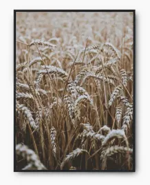 plakat-a3-30x40-w-ramie-imp-zboze-09