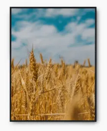 plakat-a3-30x40-w-ramie-imp-zboze-02
