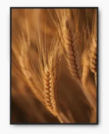 plakat-a3-30x40-w-ramie-imp-zboze-03