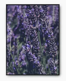 plakat-a3-30x40-w-ramie-imp-lawenda-10