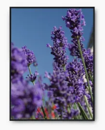 plakat-a3-30x40-w-ramie-imp-lawenda-08