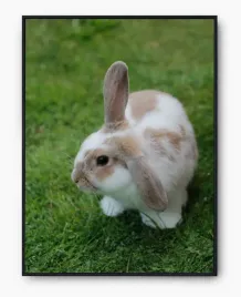 plakat-a3-30x40-w-ramie-imp-zwierzatka-cute-07