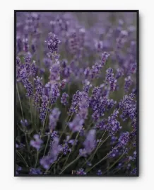 plakat-a3-30x40-w-ramie-imp-lawenda-06