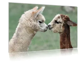 obraz-szklany-na-szkle-alpaka-03-80x60