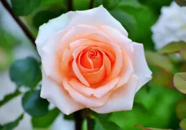 fototapeta-roze-01-312x219