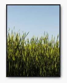 plakat-a3-30x40-w-ramie-imp-trawa-13