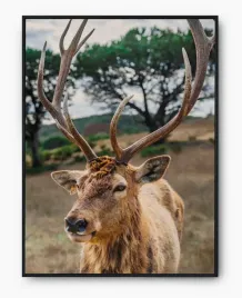 plakat-a3-30x40-w-ramie-imp-zwierzeta-10