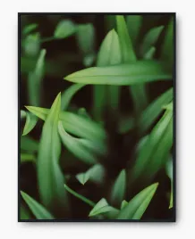 plakat-a3-30x40-w-ramie-imp-trawa-07
