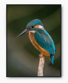 plakat-a3-30x40-w-ramie-imp-natura-08