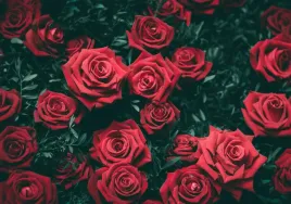 fototapeta-roze-02-312x219