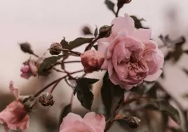 fototapeta-roze-05-312x219