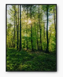 plakat-a3-30x40-w-ramie-imp-las-06