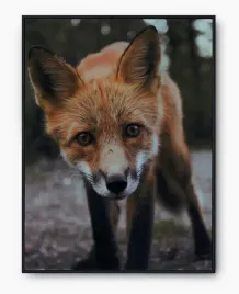 plakat-a3-30x40-w-ramie-imp-zwierzeta-14