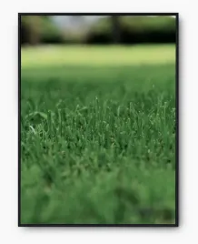plakat-a3-30x40-w-ramie-imp-trawa-19
