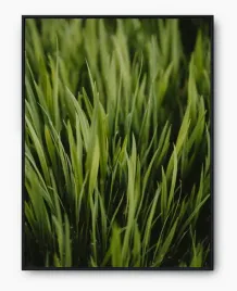 plakat-a3-30x40-w-ramie-imp-trawa-18