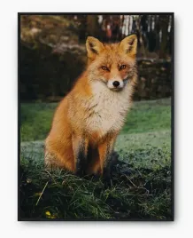 plakat-a3-30x40-w-ramie-imp-zwierzeta-17