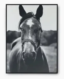 plakat-a3-30x40-w-ramie-imp-konie-15