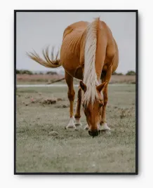 plakat-a3-30x40-w-ramie-imp-konie-05