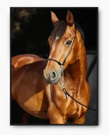 plakat-a3-30x40-w-ramie-imp-konie-01