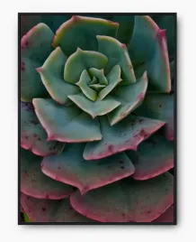 plakat-a3-30x40-w-ramie-imp-kaktusy-16