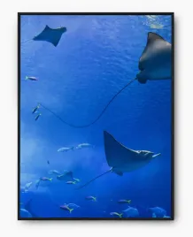 plakat-a3-30x40-w-ramie-imp-morze-03