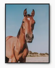 plakat-a3-30x40-w-ramie-imp-konie-08