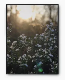 plakat-a3-30x40-w-ramie-imp-kwiaty-20