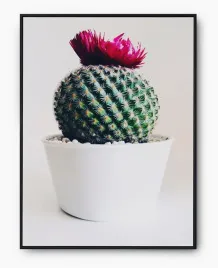 plakat-a3-30x40-w-ramie-imp-kaktusy-08