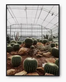 plakat-a3-30x40-w-ramie-imp-kaktusy-17
