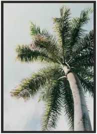 plakat-a3-30x40-w-ramie-duzo-wzorow-palma-01