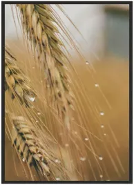 plakat-a3-30x40-w-ramie-duzo-wzorow-rosliny-24