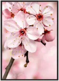 plakat-a4-21x30-w-ramie-kwiat-wisni-02