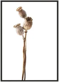 plakat-a3-30x40-w-ramie-duzo-wzorow-rosliny-14