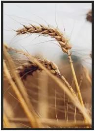 plakat-a3-30x40-w-ramie-duzo-wzorow-rosliny-16
