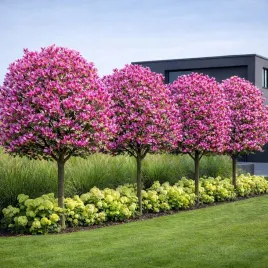 magnolia-susan-kwitnie-2-razy-w-roku-sadzonki-xxl-3-letnie-70-90-cm-c2