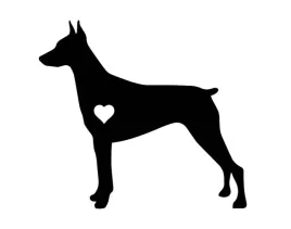naklejka-bez-tla-inensticker-na-auto-szybe-samochod-doberman-kocham