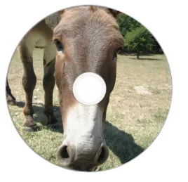nadruk-na-plycie-maxell-dvd-r-47g-16x-001