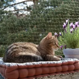 siatka-dla-kota-ochronna-wzmocniona-zwierze-balkon