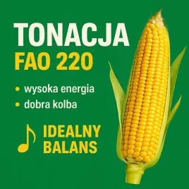 nasiona-kukurydzy-tonacja-fao-220-50-t-n-idealny-balans-ziarna-do-masy