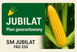 nasiona-kukurydzy-sm-jubilat-fao240-50-t-n-plon-gwarantowany