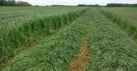 kwalifikowana-mieszanka-gorzowska-poplonowa-ozima-10-kg