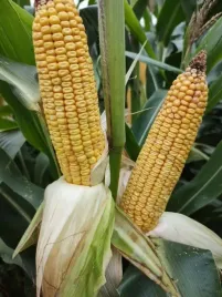 nasiona-kukurydzy-piaff-fao280-80-tys-nas
