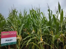 nasiona-kukurydzy-sm-piast-fao-280-na-kiszonke