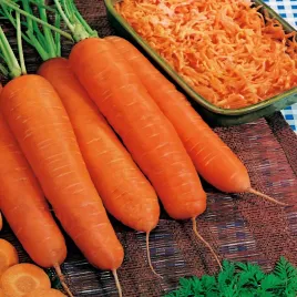 marchew-berlikumer-2-perfekcja-pozna-plenna-odporna-nasiona-marchwi