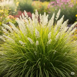 sesleria-jesienna-3l-super-jakosc