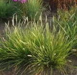 sesleria-jesienna-3l-super-jakosc-styl-ogrod-nowoczesny-ogrod-srodziemnomorski-ogrod-wiejski