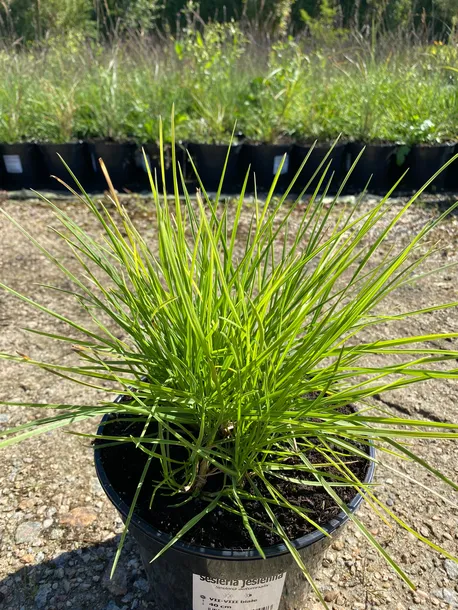 sesleria-jesienna-3l-super-jakosc-waga-z-opakowaniem-15-kg