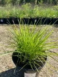 sesleria-jesienna-3l-super-jakosc-waga-z-opakowaniem-15-kg