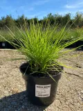 sesleria-jesienna-3l-super-jakosc-roslina-w-postaci-sadzonka-w-pojemniku-2-3l